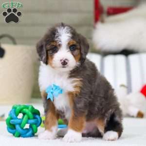 Dexter, Mini Bernedoodle Puppy